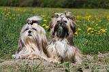 SHIH TZU 236